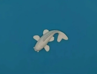 Silikonová forma - Sumeček - 7 cm